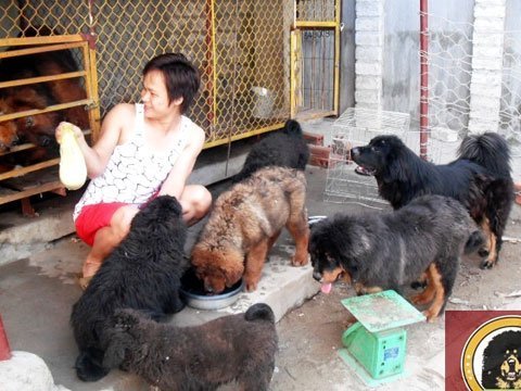 chongao